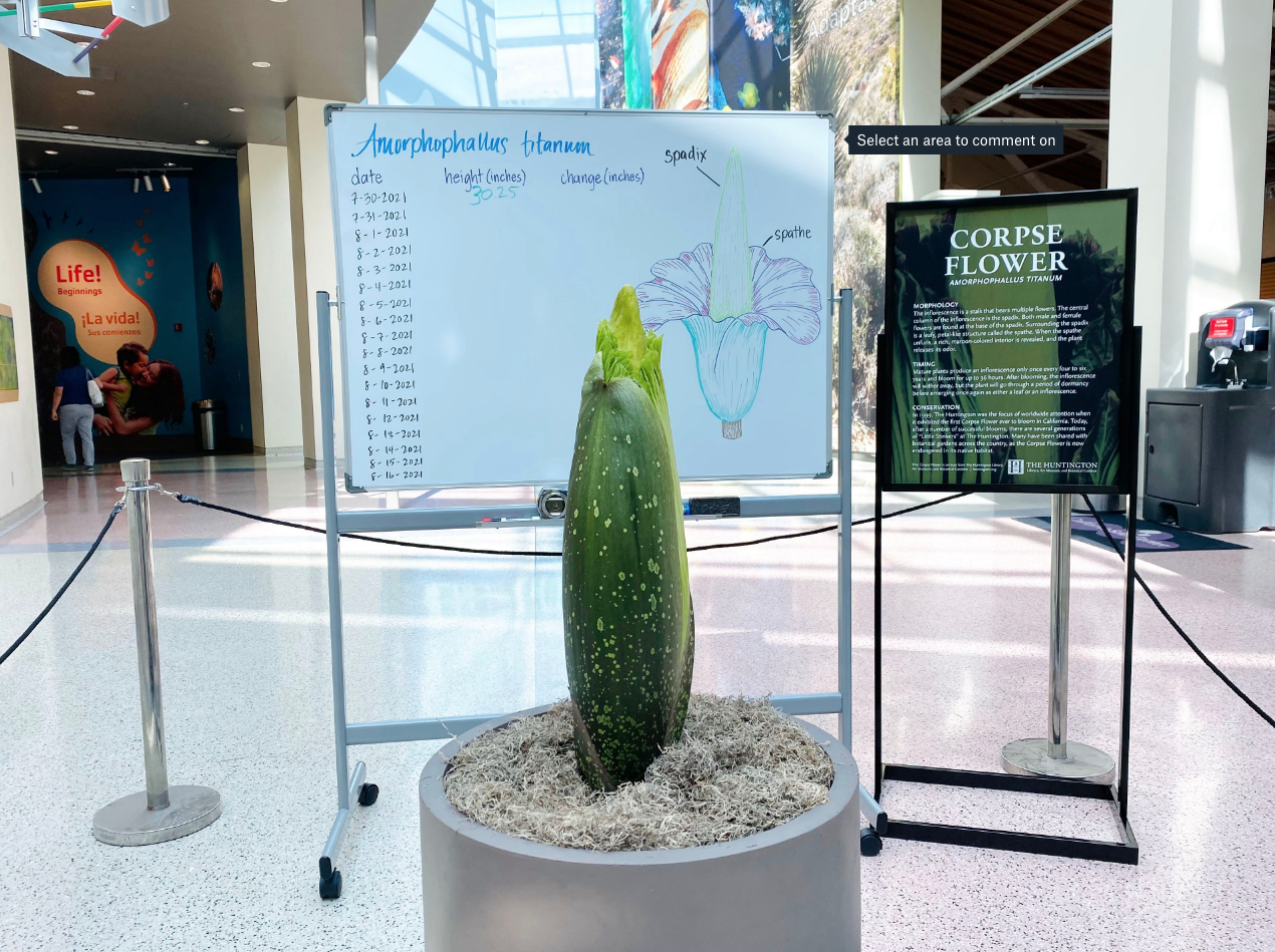 Corpse Flower The California Science Center